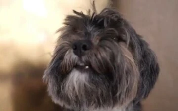 собака